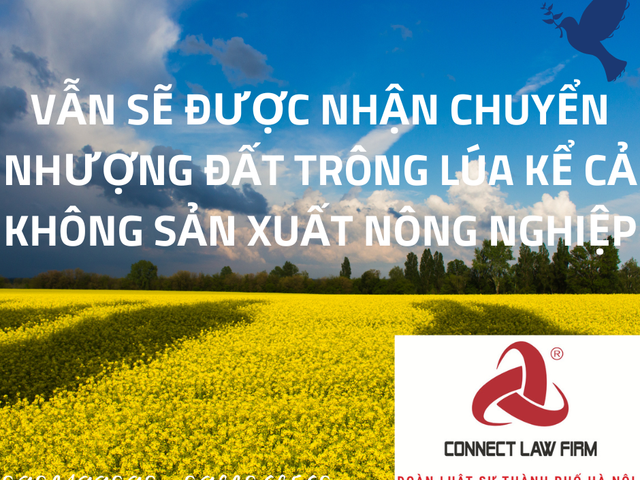 VẪN SẼ ĐƯỢC NHẬN CHUYỂN NHƯỢNG ĐẤT TRỒNG LÚA KỂ CẢ KHÔNG SẢN XUẤT NÔNG NGHIỆP